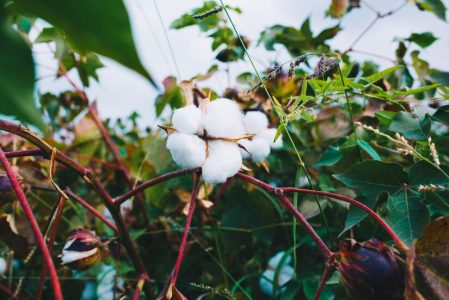 bunch-white-cotton-branch_114579-3994